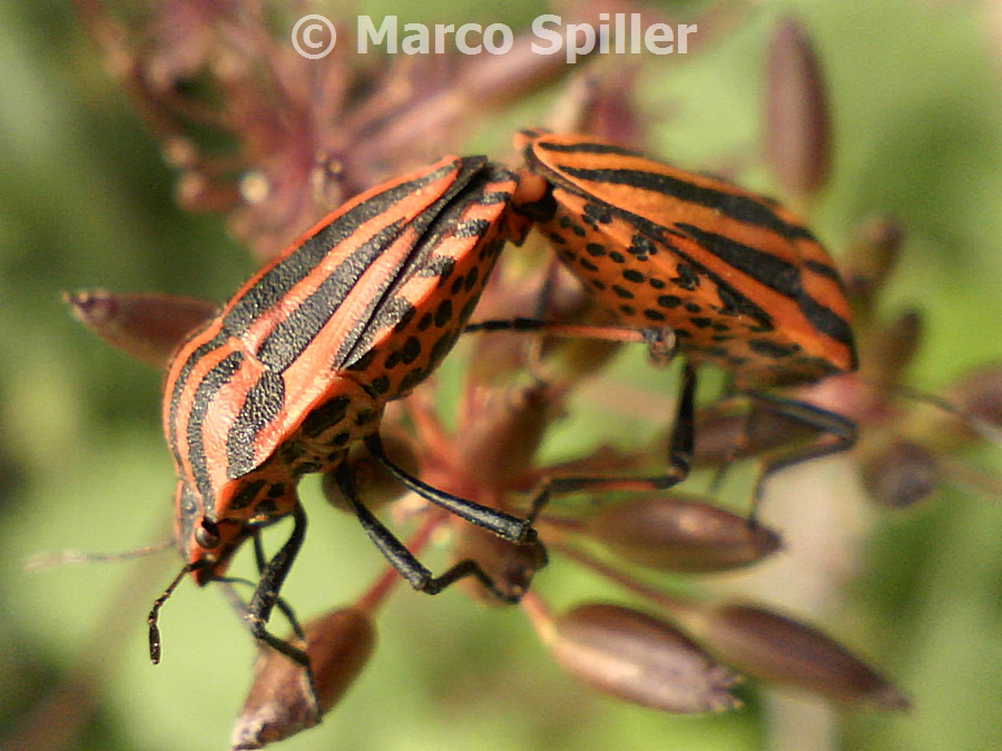 Graphosoma lineatum in copula